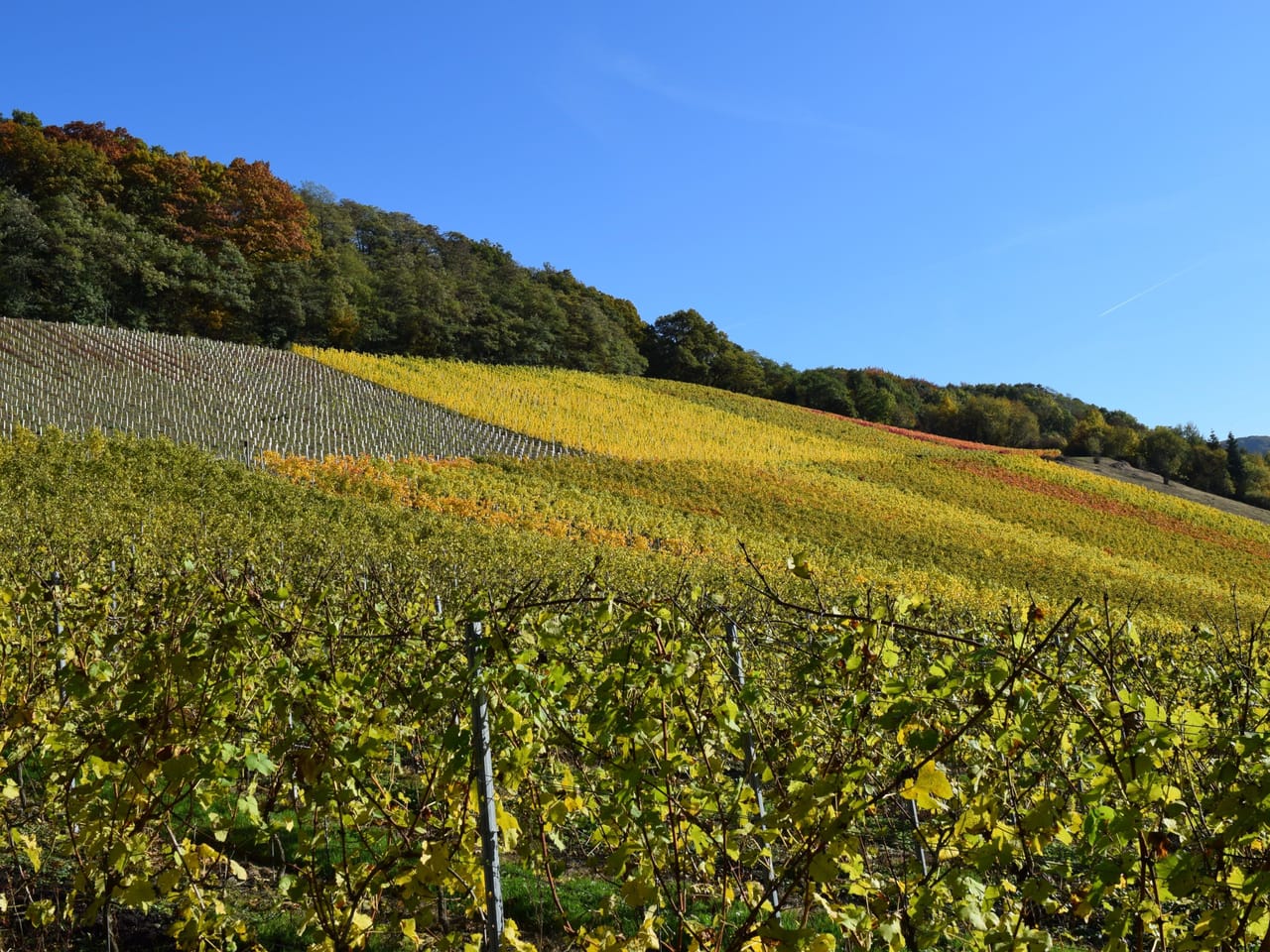 Herbstlich gefärbte Weinberge am Hang in Oberdollendorf unter blauem Himmel, oben Waldrand