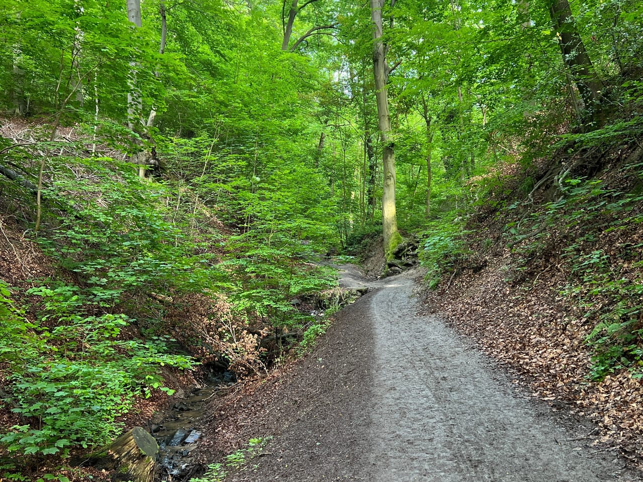 Wanderweg durch den Laubwald im Nachtigallental bei Königswinter, ein Abschnitt des Rheinsteigs