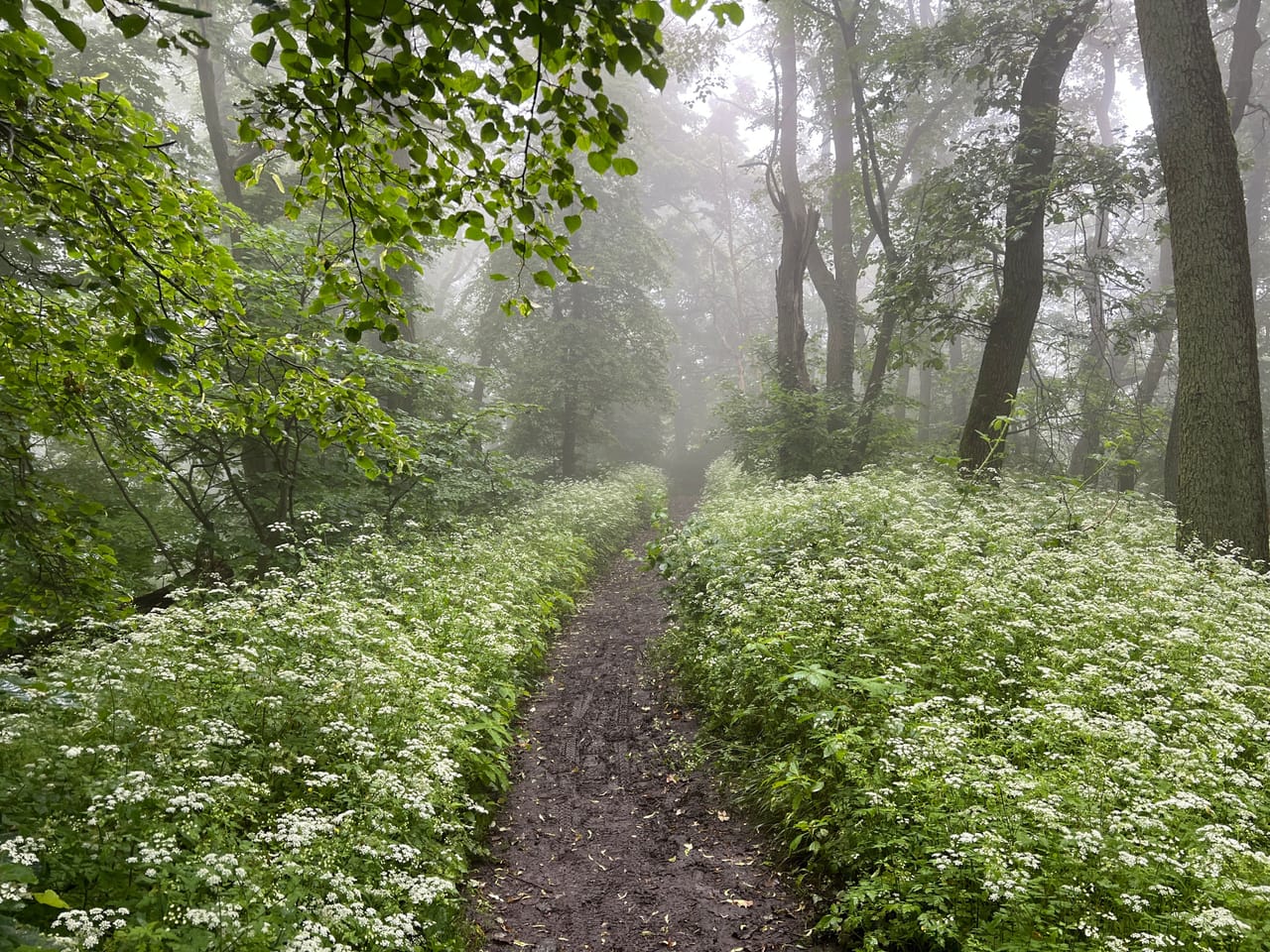 Schmaler Waldweg im Nebel zwischen weiß blühenden Pflanzen am Nonnenstromberg im Siebengebirge